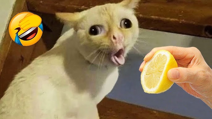 Foto de Manti